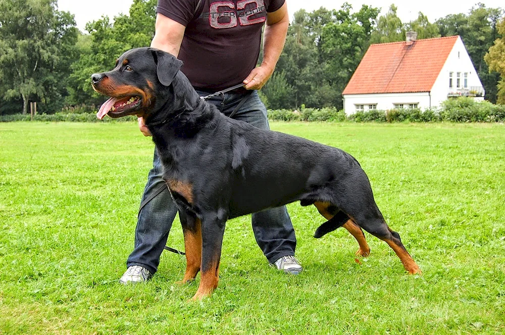 Unbought Rottweiler