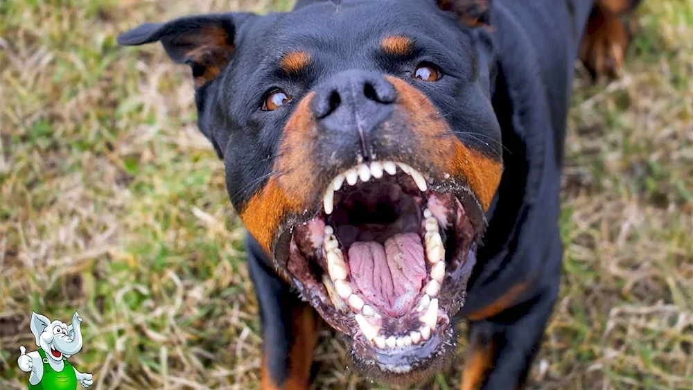 Rottweiler Beudel