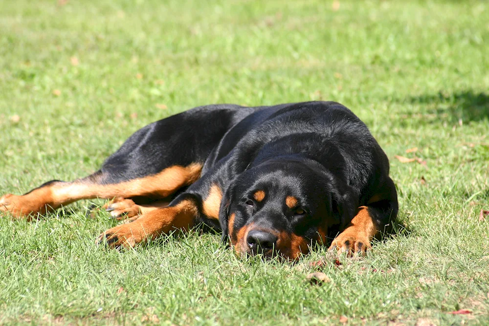 Dog Rottweiler