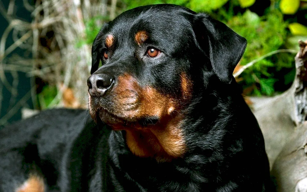 Rottweiler fighting dog