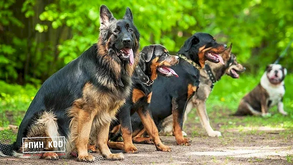 German sheepdog black