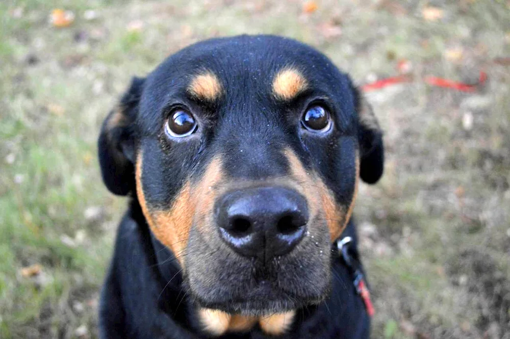 Argentine Staffordshire terrier