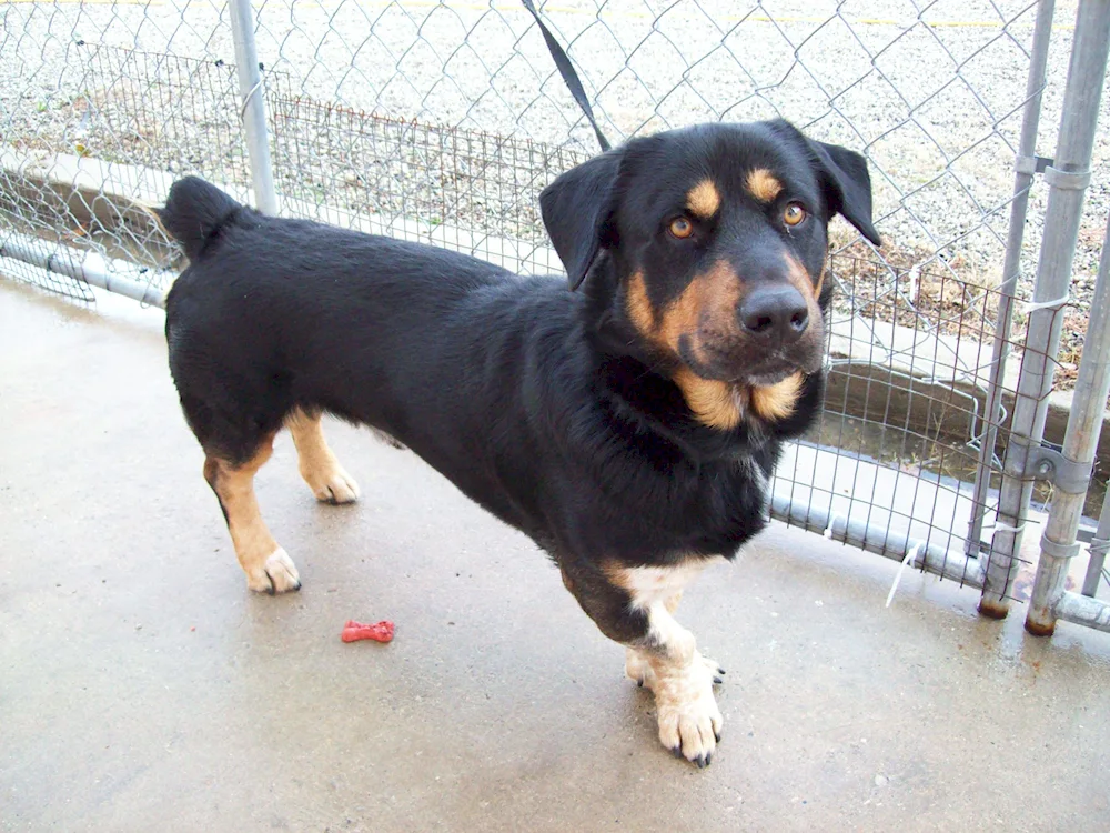 Dachshund métis