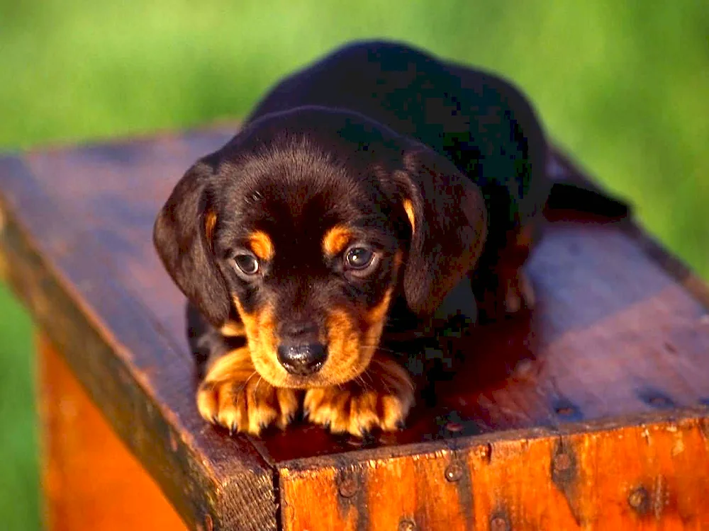 Rottweiler and dachshund