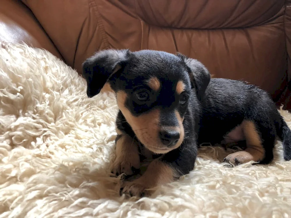 Rabbit dachshund métis