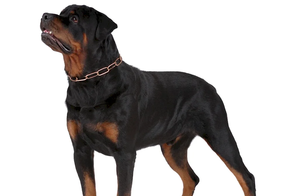 Rottweiler