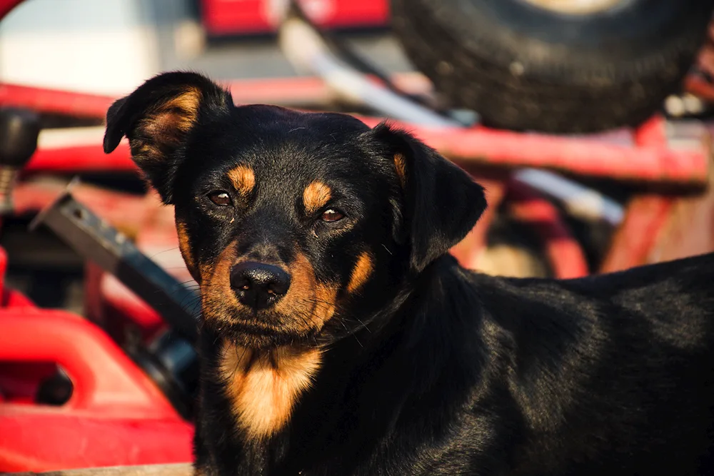 Rottweiler pinscher