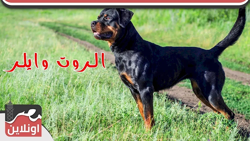 Bought Rottweiler