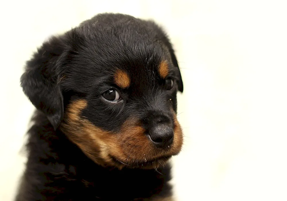 Rottweiler puppies