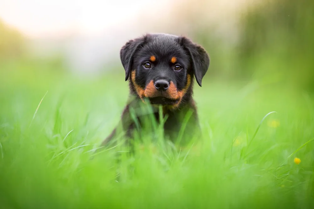 Rottweiler puppy