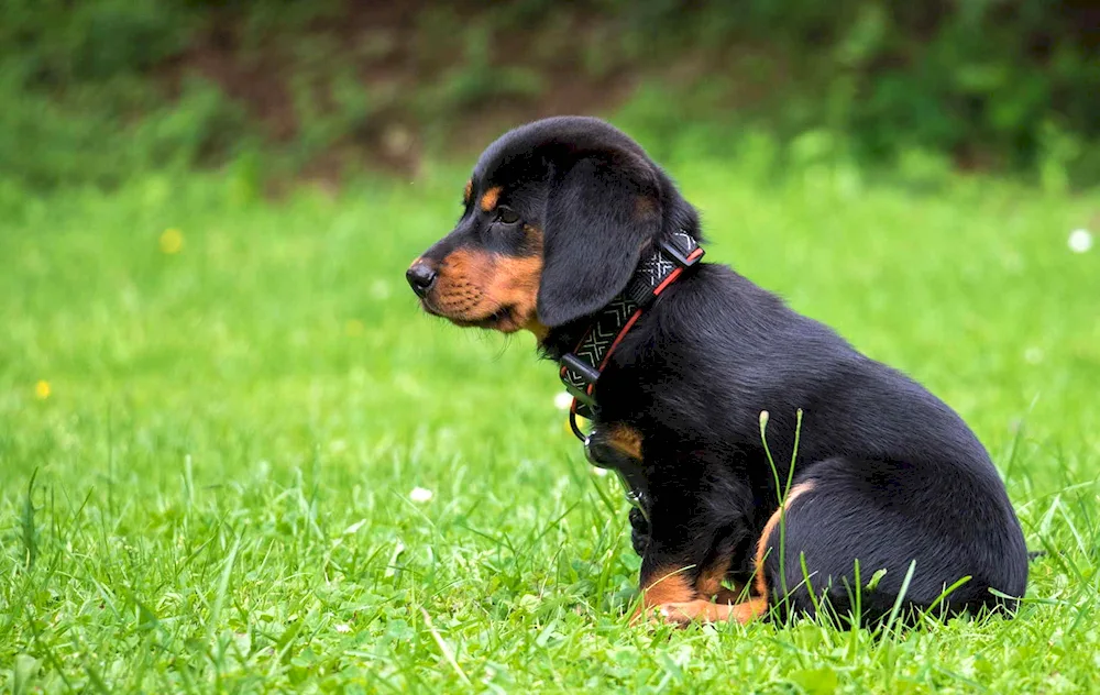 Rottweiler puppy