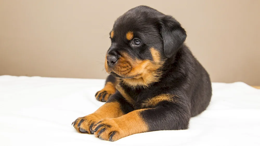 Rottweiler puppy