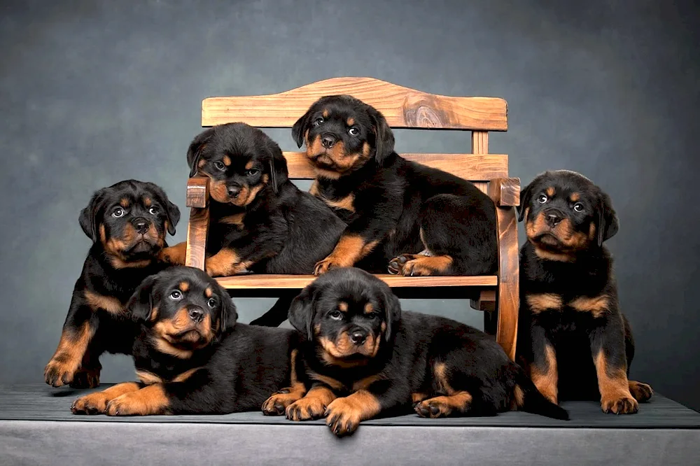 Dog Rottweiler