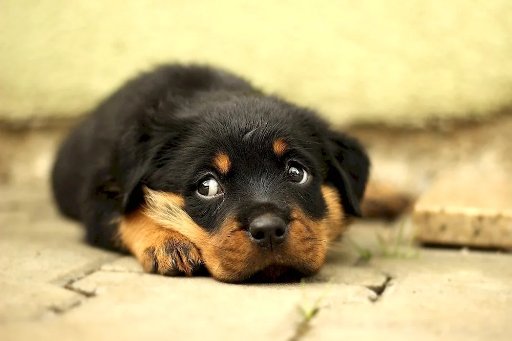 Rottweiler puppy