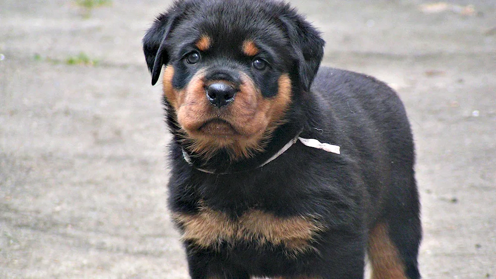 Dog Rottweiler