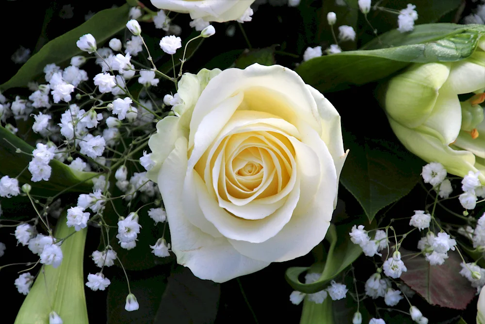 White Rose