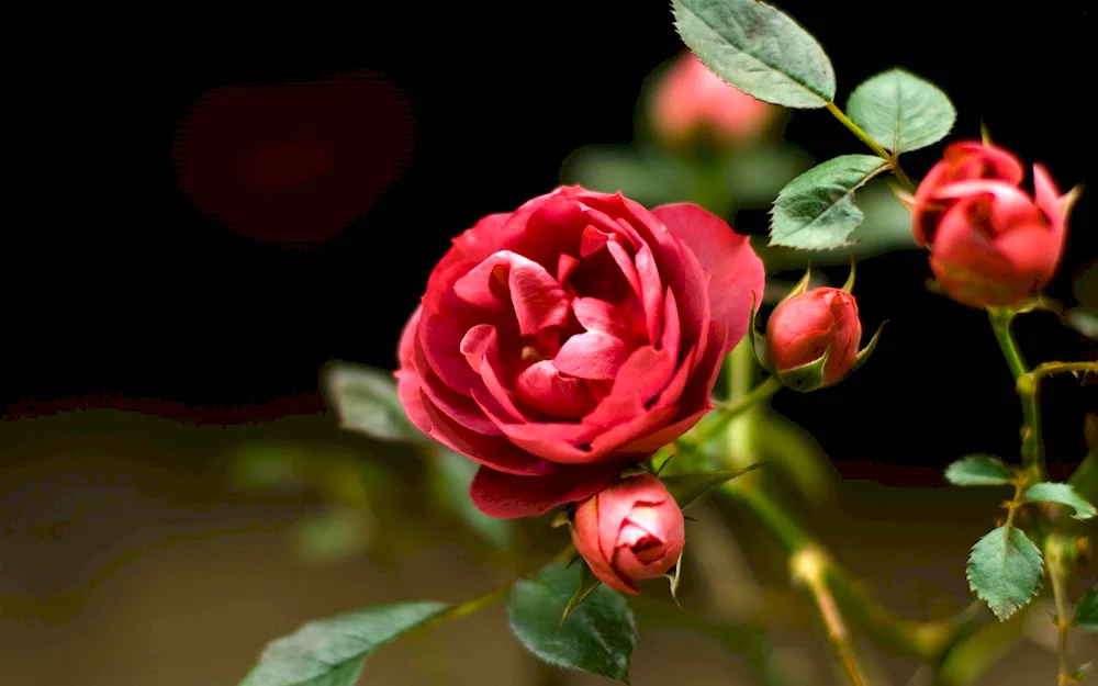 Rose Ambassador