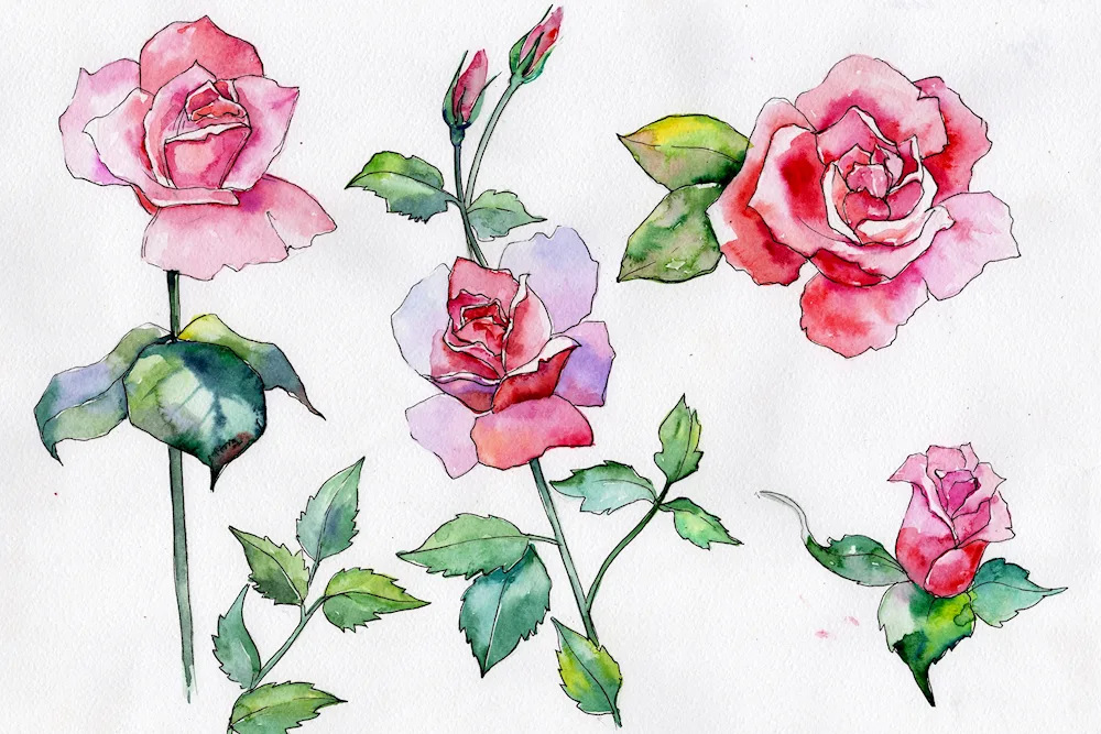 Pencil drawing of a rose drawing