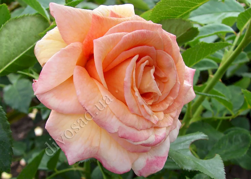 Barock rose Barock rose Penny Lane rosePenny Lane roseCanadian Susannah roseAlchymist roseBarock rosePetal roseStrawberry Hill roseStrawberry Hill roseAlchymist roseBarock rosePetal rose die sehenswerte.