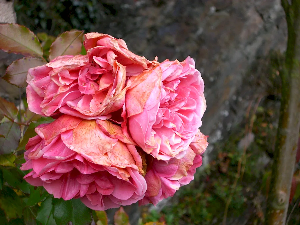 Paltic rose Rose Garden