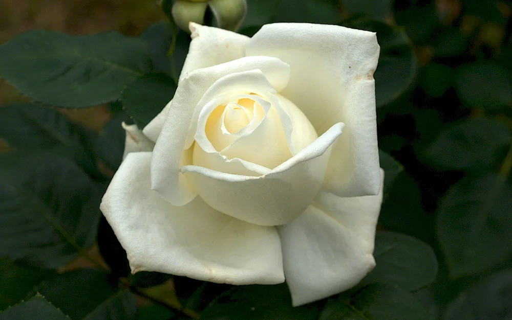 White Lycoris rose