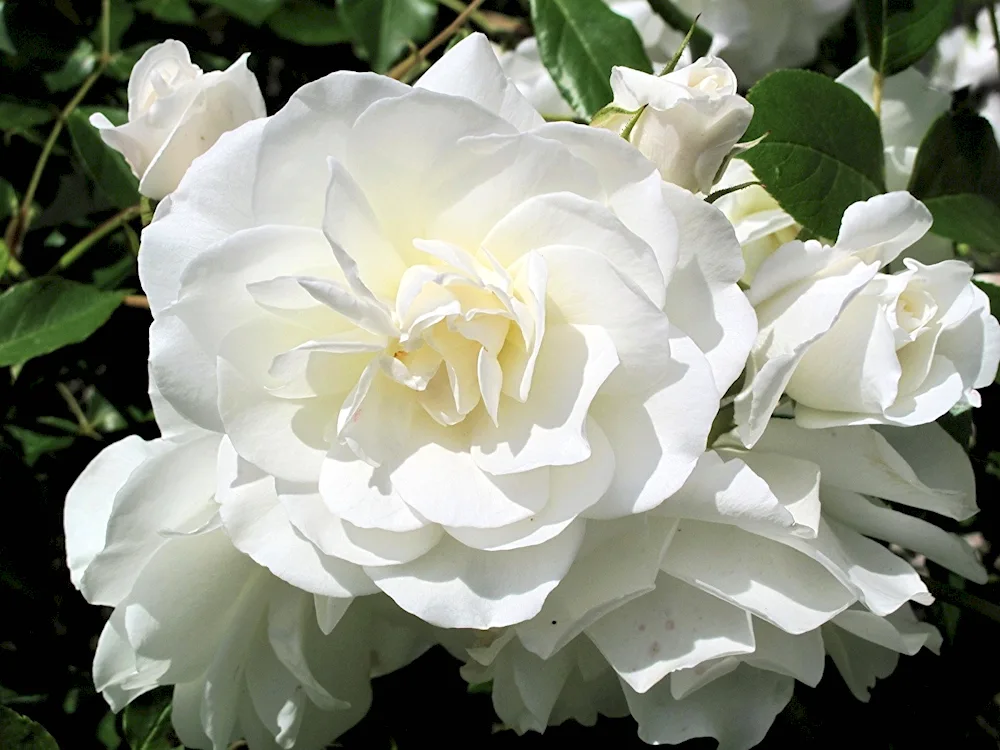 Tea hybrid rose Bianca