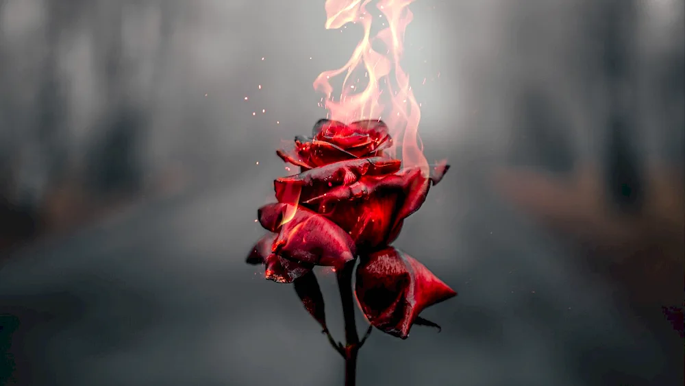 Black Fire Rose