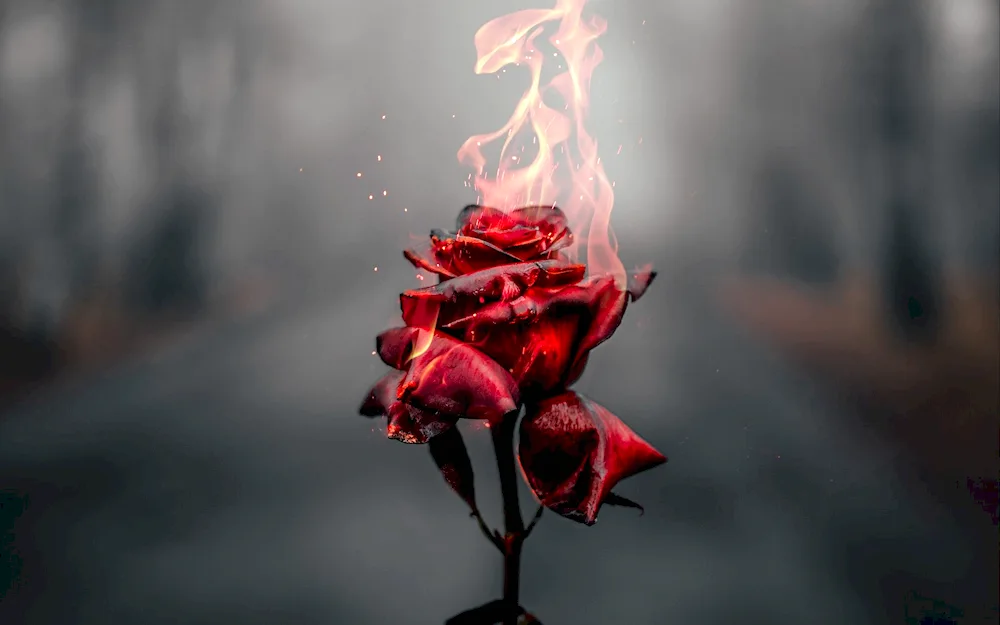 Rose Black Fire