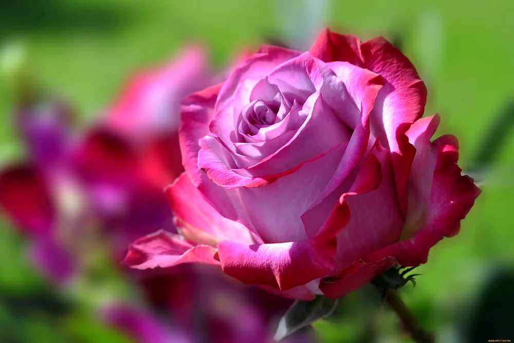 Blue River rose
