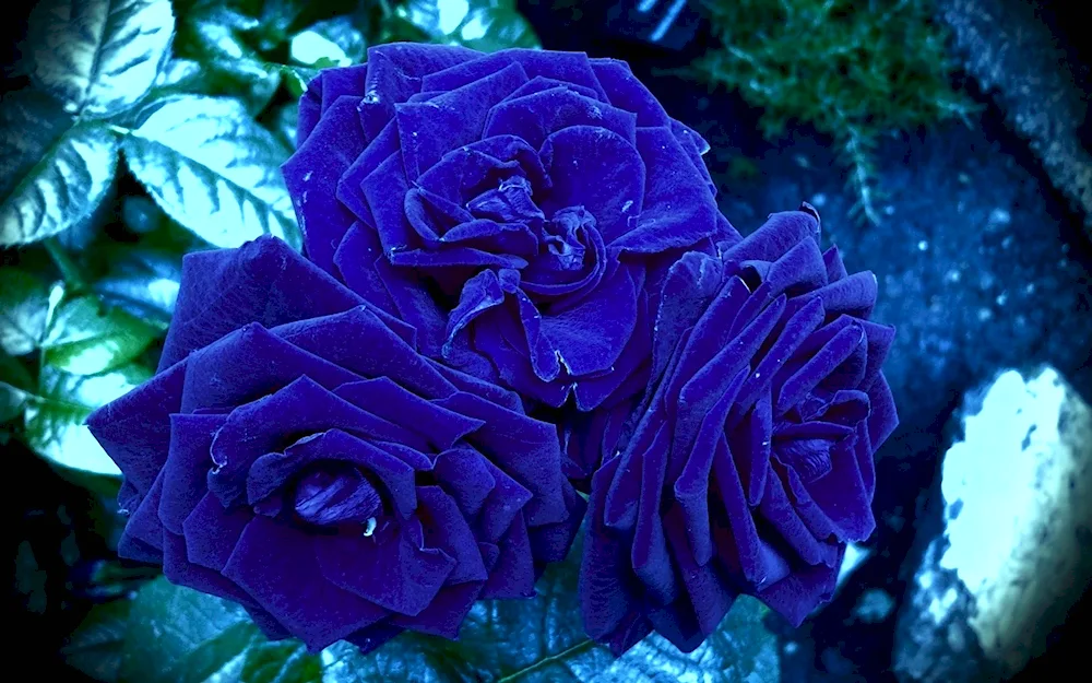 Coloured flowers
