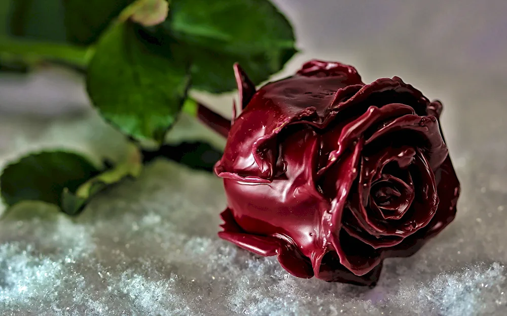 Monarch rose