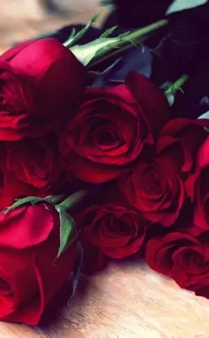 Rose burgundy