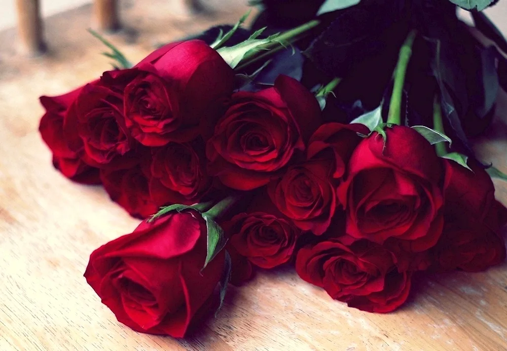 Rose burgundy