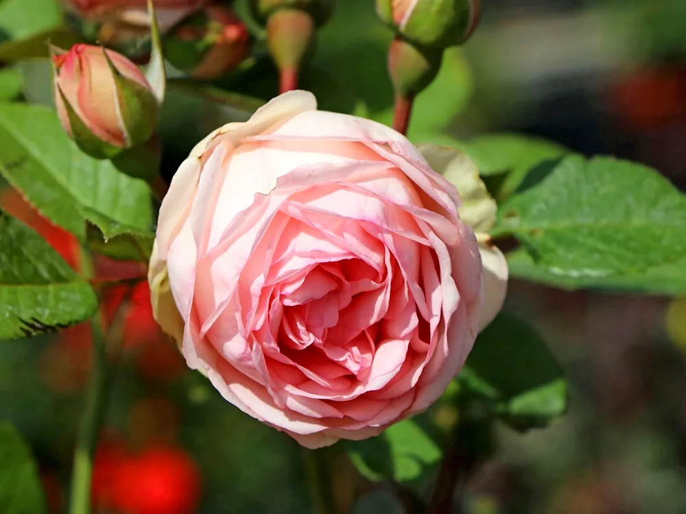 Peony rose red piano