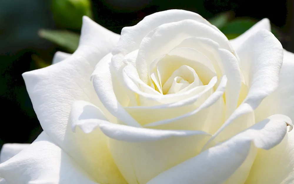 White flowers