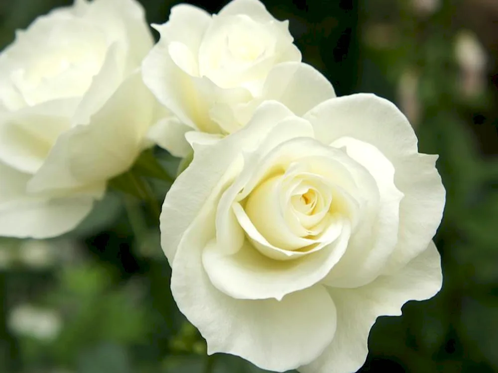 White chocolate rose