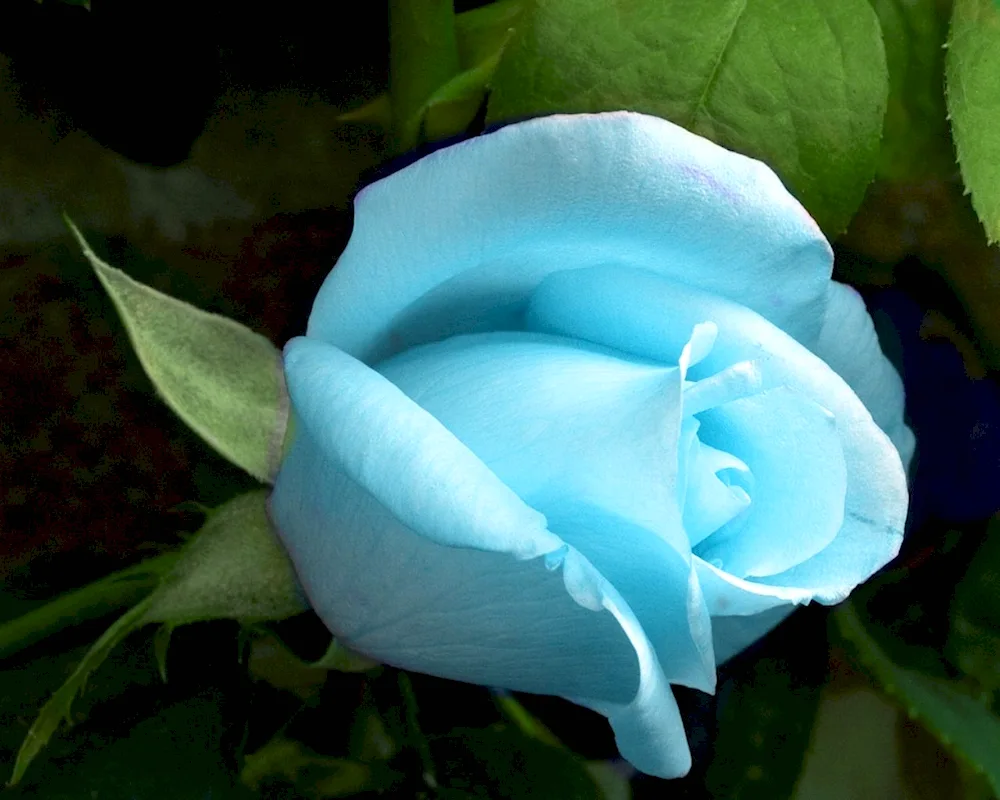 Rainbow Rose