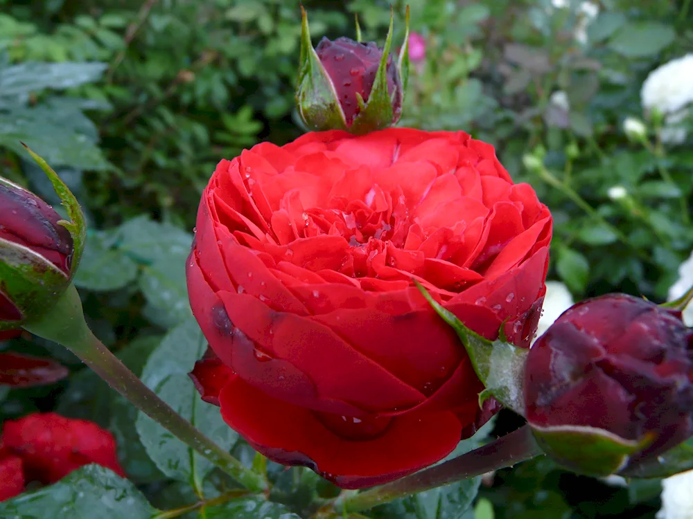 Peony rose red piano