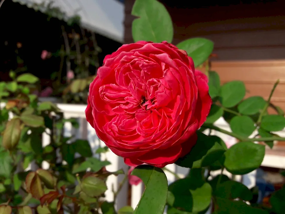 Piano key rose