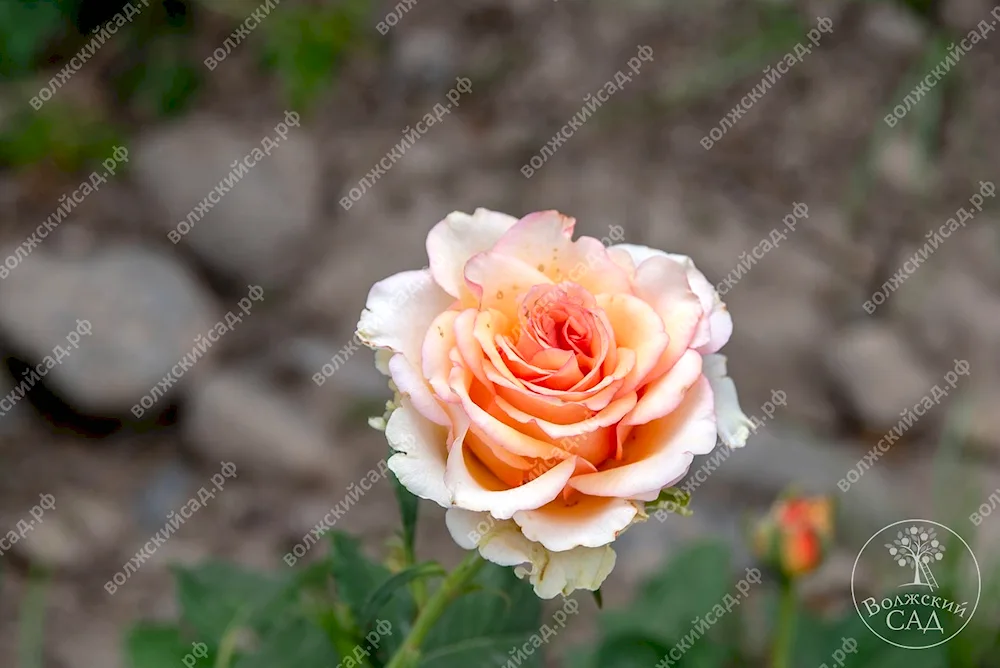 Rose tea-hybrid Prima donna