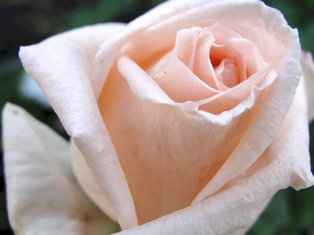 Tea hybrid rose Talea.