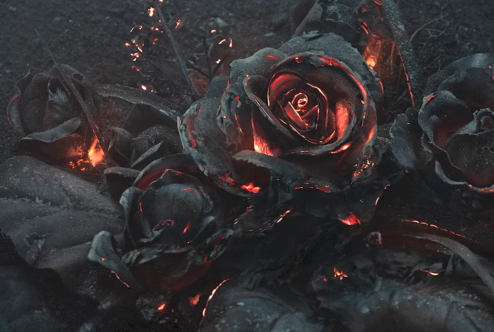 Dark Rose Aesthetics