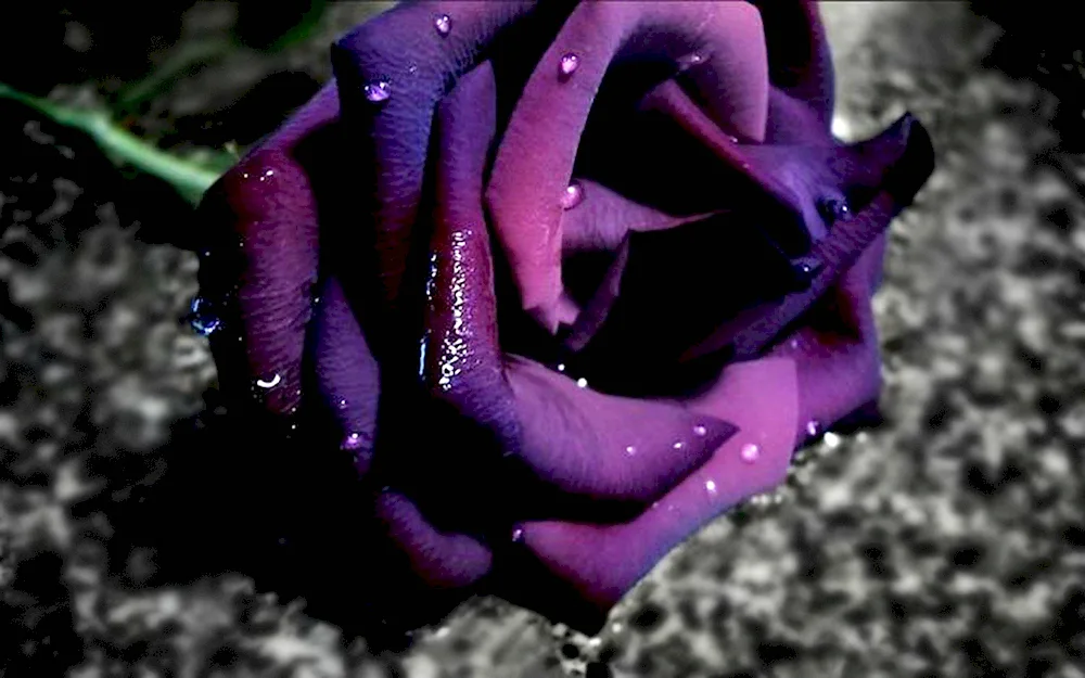 Dark Pearl Rose