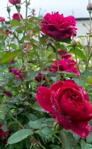 Darcey Bussell Rose