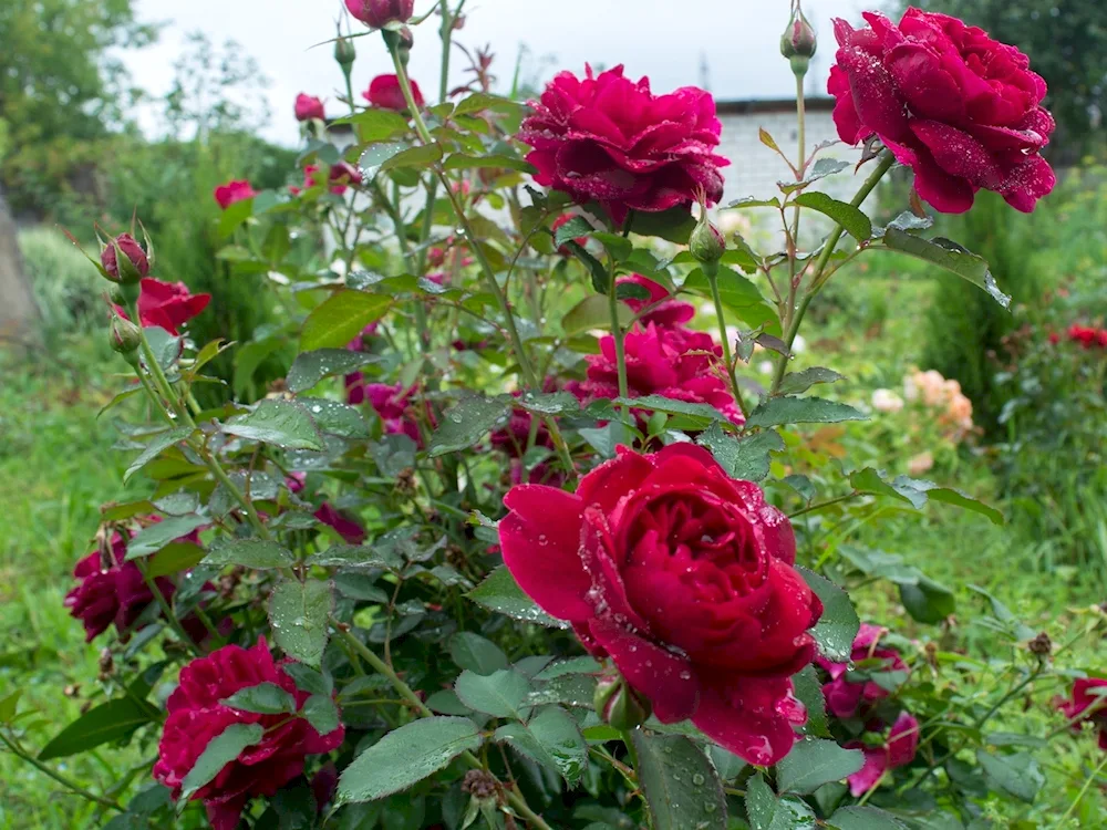 Darcey Bussell Rose