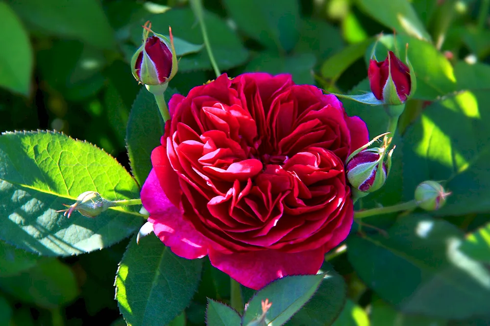 Darcy Bussell