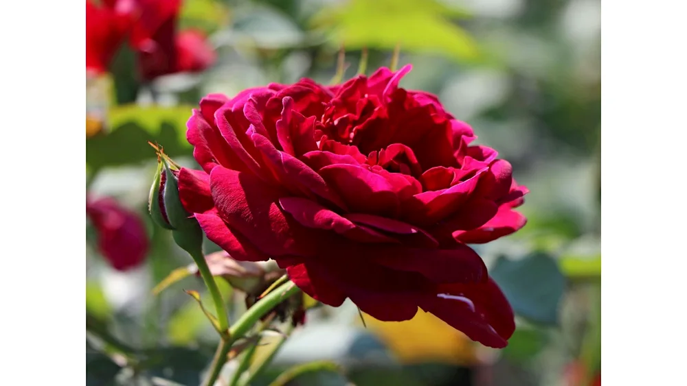 Darcey Bussell Rose