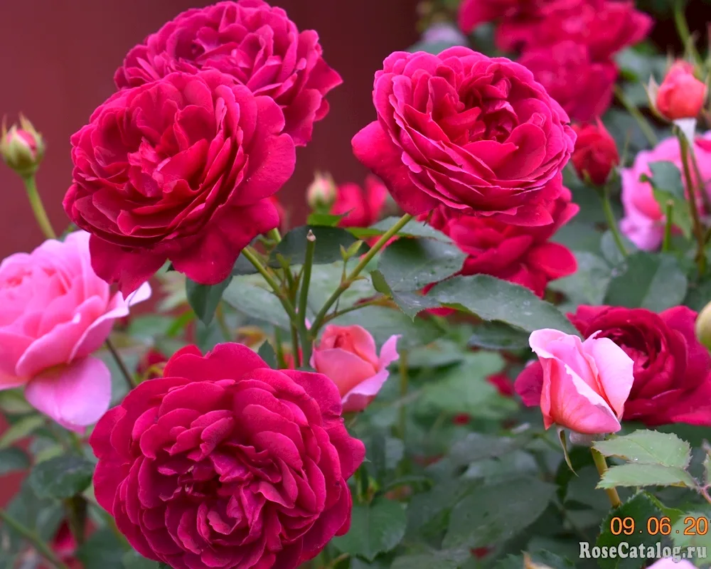 Rose Darcey Bussell