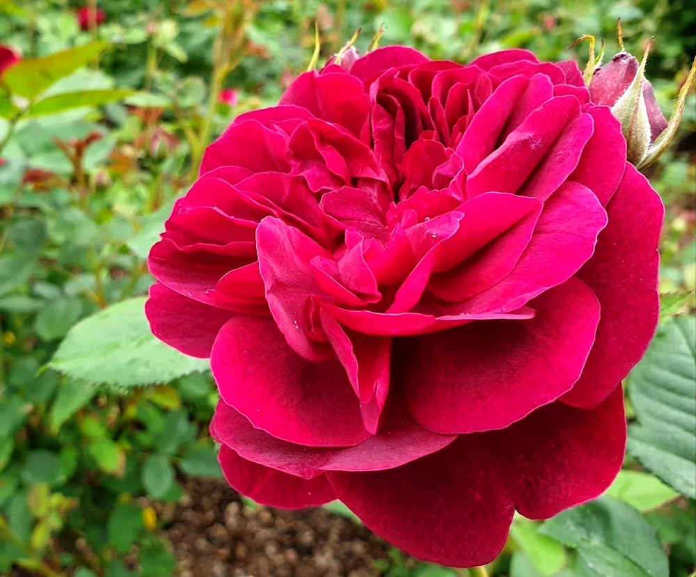 Rose Darcey Bussell