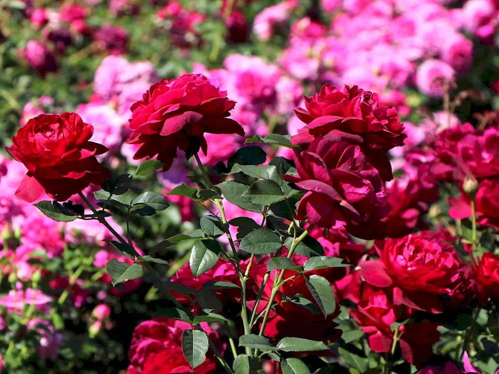 Rose Darcey Bussell